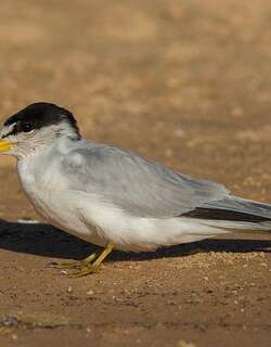 南美白额燕鸥 / Yellow-billed Tern / Sternula superciliaris