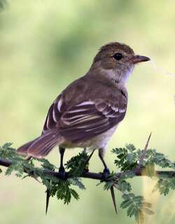 加勒比拟霸鹟 / Caribbean Elaenia / Elaenia martinica