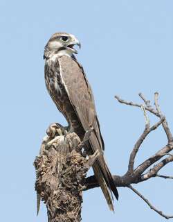 印度猎隼 / Laggar Falcon / Falco jugger