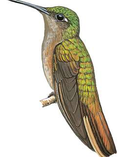 黄胸刀翅蜂鸟 / Buff-breasted Sabrewing / Campylopterus duidae