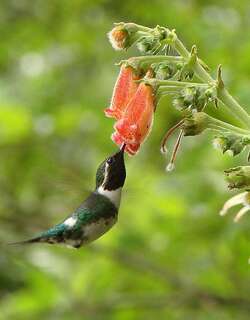 埃斯林蜂鸟 / Esmeraldas Woodstar / Chaetocercus berlepschi