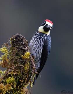 橡树啄木鸟 / Acorn Woodpecker / Melanerpes formicivorus