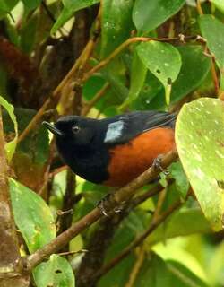 栗腹刺花鸟 / Chestnut-bellied Flowerpiercer / Diglossa gloriosissima