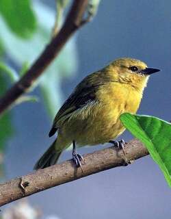 细嘴织雀 / Slender-billed Weaver / Ploceus pelzelni