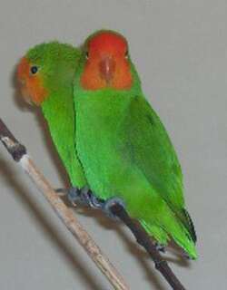 红脸牡丹鹦鹉 / Red-headed Lovebird / Agapornis pullarius