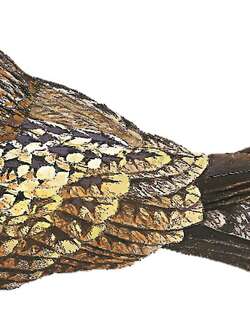 卡因夜鹰 / Cayenne Nightjar / Setopagis maculosa