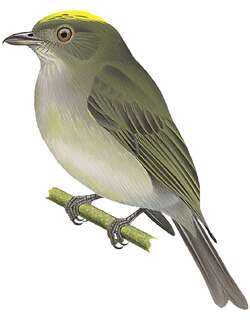 淡腹霸娇鹟 / Pale-bellied Tyrant-Manakin / Neopelma pallescens