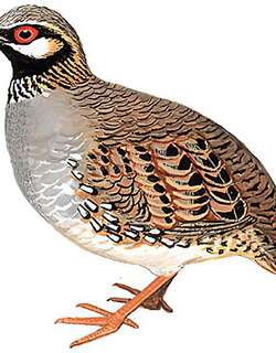 白颊山鹧鸪 / White-cheeked Partridge / Arborophila atrogularis