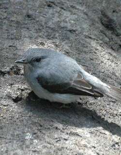 卡氏灰鹟 / Cassin’s Flycatcher / Muscicapa cassini