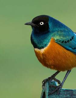 栗头丽椋鸟 / Superb Starling / Lamprotornis superbus