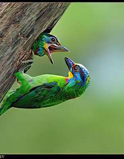 台湾拟啄木鸟 / Taiwan Barbet / Psilopogon nuchalis