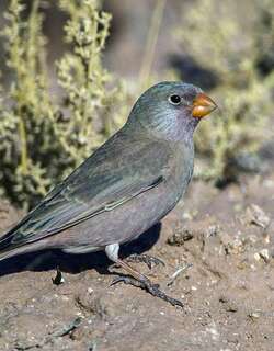 沙雀 / Trumpeter Finch / Bucanetes githagineus