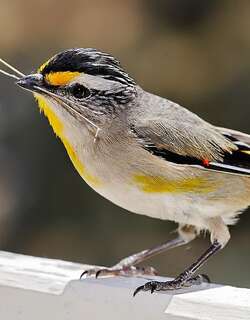 纹翅食蜜鸟 / Striated Pardalote / Pardalotus striatus