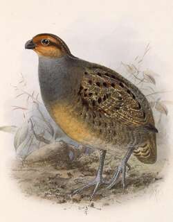 茶脸鹑 / Tawny-faced Quail / Rhynchortyx cinctus
