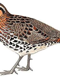 棕胸竹鸡 / Mountain Bamboo Partridge / Bambusicola fytchii