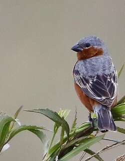 棕腰食籽雀 / Rufous-rumped Seedeater / Sporophila hypochroma