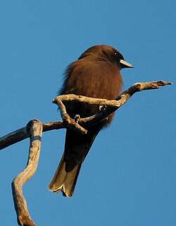 小燕鵙 / Little Woodswallow / Artamus minor