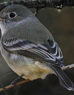 灰纹霸鹟 / American Grey Flycatcher / Empidonax wrightii