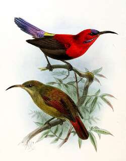 华丽太阳鸟 / Magnificent Sunbird / Aethopyga magnifica