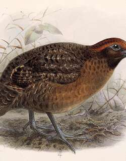 黑耳林鹑 / Black-eared Wood Quail / Odontophorus melanotis