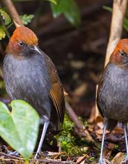 栗枕蚁鸫 / Chestnut-naped Antpitta / Grallaria nuchalis