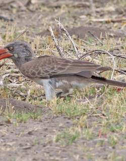 南非弯嘴犀鸟 / Bradfield’s Hornbill / Lophoceros bradfieldi