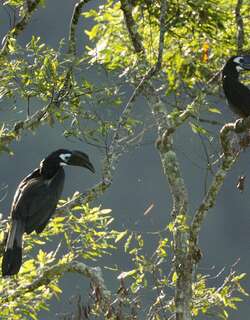 凤头犀鸟 / Bushy-crested Hornbill / Anorrhinus galeritus