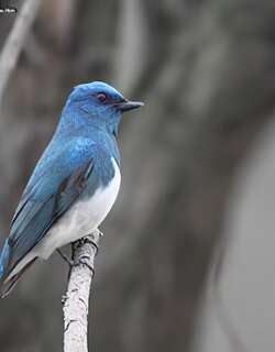 琉璃蓝鹟 / Zappey’s Flycatcher / Cyanoptila cumatilis
