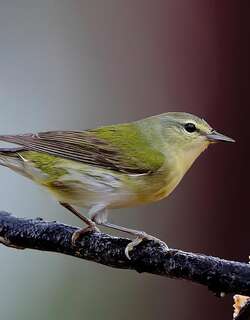 灰冠虫森莺 / Tennessee Warbler / Leiothlypis peregrina