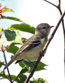 小拟霸鹟 / Lesser Elaenia / Elaenia chiriquensis