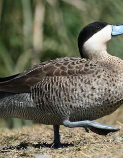 安第斯银鸭 / Puna Teal / Spatula puna