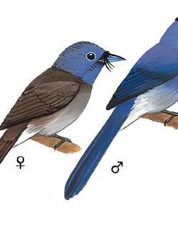 黑枕王鹟 / Black-naped Monarch / Hypothymis azurea