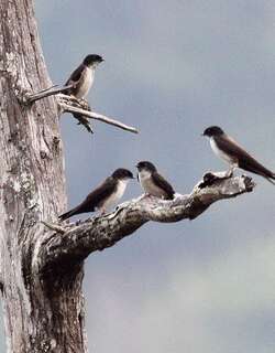 黑顶南美燕 / Black-capped Swallow / Notiochelidon pileata