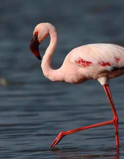 小红鹳 / Lesser Flamingo / Phoeniconaias minor