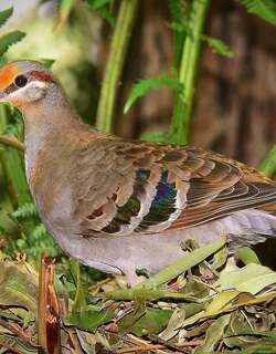 灌丛铜翅鸠 / Brush Bronzewing / Phaps elegans