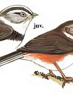 银脸[长尾]山雀 / Sooty Tit