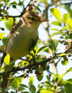 歌篱莺 / Melodious Warbler / Hippolais polyglotta