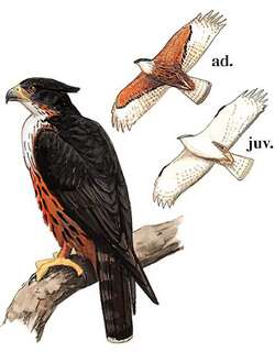 棕腹隼雕 / Rufous-bellied Eagle / Lophotriorchis kienerii