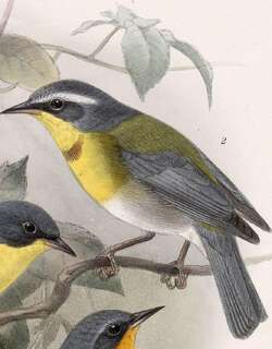 月胸森莺 / Crescent-chested Warbler / Oreothlypis superciliosa