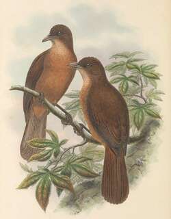 锈色林鵙鹟 / Rusty Pitohui / Pseudorectes ferrugineus