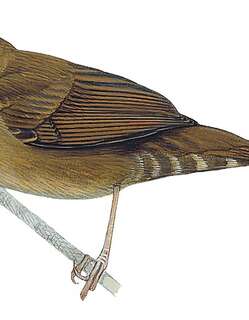 本格特短翅莺 / Benguet Bush Warbler / Locustella seebohmi