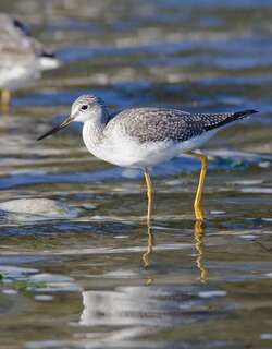 大黄脚鹬 / Greater Yellowlegs / Tringa melanoleuca