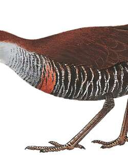 所罗门秧鸡 / Roviana Rail / Hypotaenidia rovianae