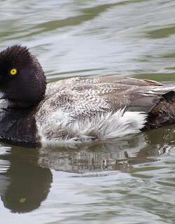 小潜鸭 / Lesser Scaup / Aythya affinis