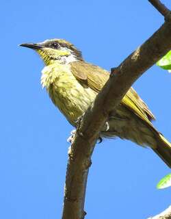 杂色吸蜜鸟 / Varied Honeyeater / Gavicalis versicolor