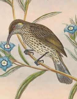 白耳岩吸蜜鸟 / Silver-eared Honeyeater / Lichmera alboauricularis