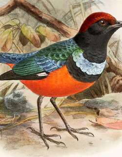 苏拉八色鸫 / Sula Pitta / Erythropitta dohertyi