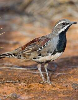栗鹑鸫 / Chestnut Quail-thrush / Cinclosoma castanotum