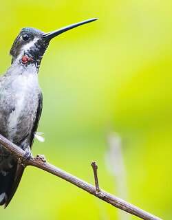 长嘴星喉蜂鸟 / Long-billed Starthroat / Heliomaster longirostris