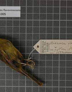 绿小鹟 / Olive Flyrobin / Kempiella flavovirescens